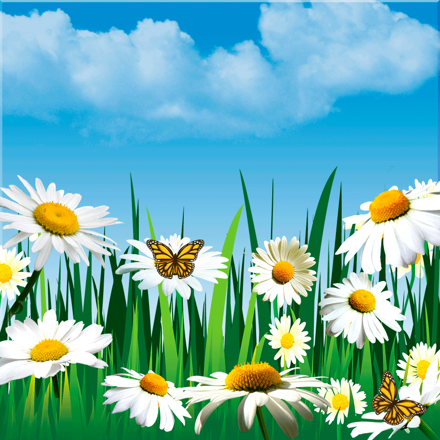 daisy-flowers-60